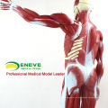 MUSCLE02 (12024) Tamaño completo 170cm Músculos humanos Modelos anatómicos con órganos extraíbles 12024